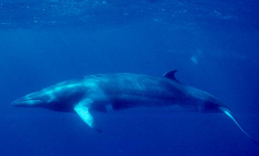 Minke Whale. Photo By NOAA (http://www.noaanews.noaa.gov/stories2006/s2743.htm) [Public domain], via Wikimedia Commons