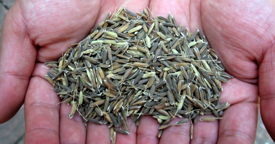 "Just a handful of large chemical companies including Dow and DuPont already control most of the seed supply used to grow crops like corn and soybeans, as well as the herbicides that genetically engineered seeds are designed to be grown with," said Wenonah Hauter of Food & Water Watch. (Photo: Desmanthus4food/Wikimedia/cc)